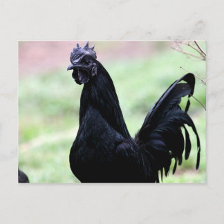 The Ayam Cemani Rooster Named Vlad Postcard