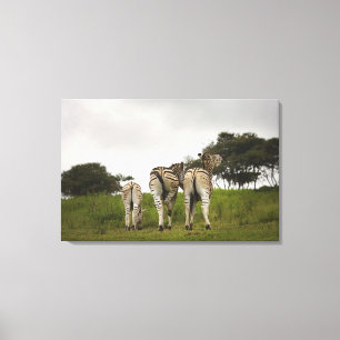 The backside of three zebras, South Africa Canvas Print