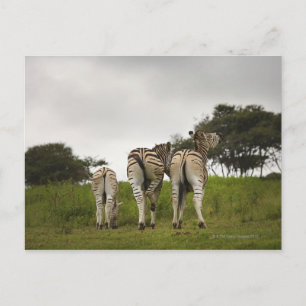 The backside of three zebras, South Africa Postcard