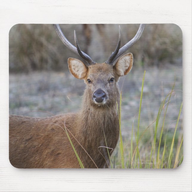 The Barasingha or Barasinga (Rucervus Mouse Mat (Front)