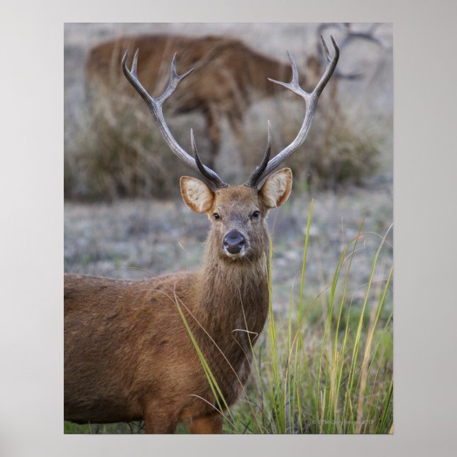 The Barasingha or Barasinga (Rucervus Poster (Front)
