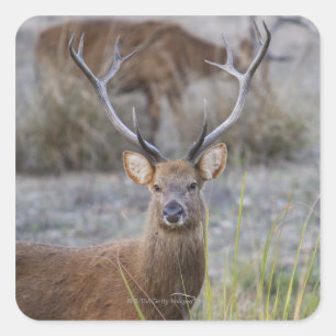The Barasingha or Barasinga (Rucervus Square Sticker