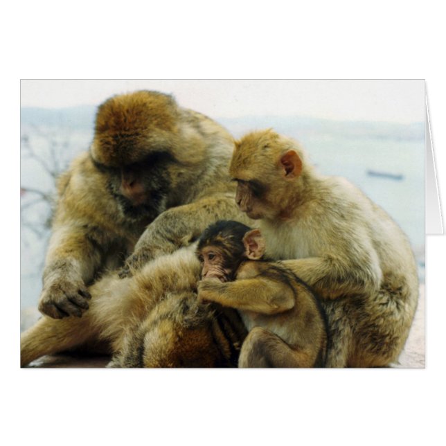 The Barbary Apes (Front Horizontal)