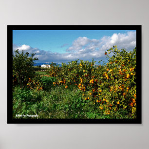 The Barn House through the Orange Grove Poster