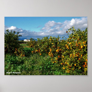 The Barn House through the Orange Grove Poster