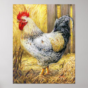 The Barn Rooster Poster