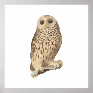 The Barred Owl	(Ulula nebulosa) Poster