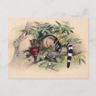 The Bassaris by Joseph Wolf Postcard