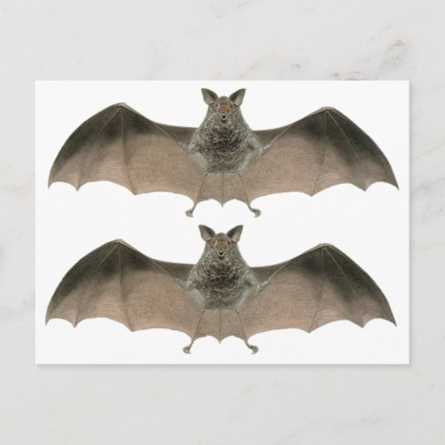 the bat postcard (Front)