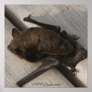 The Bat Who Came To Breakfast Poster