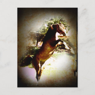 The Bay Colt Postcard
