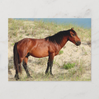 The Bay Corolla Stallion Postcard