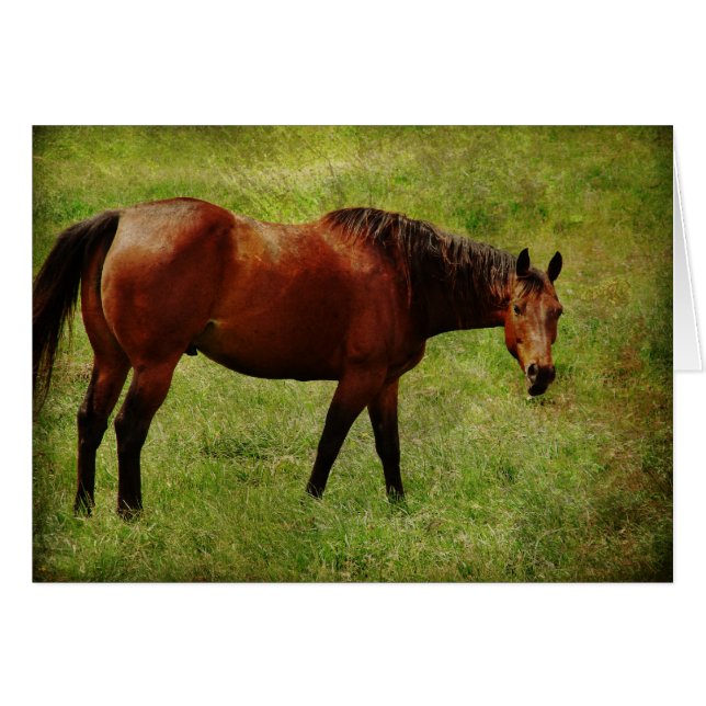 The Bay Horse (Front Horizontal)