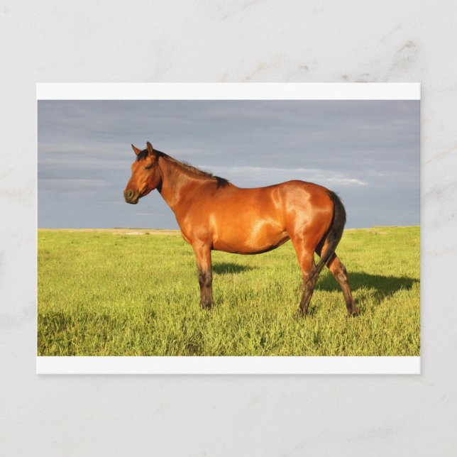 The Bay Mare Postcard (Front)