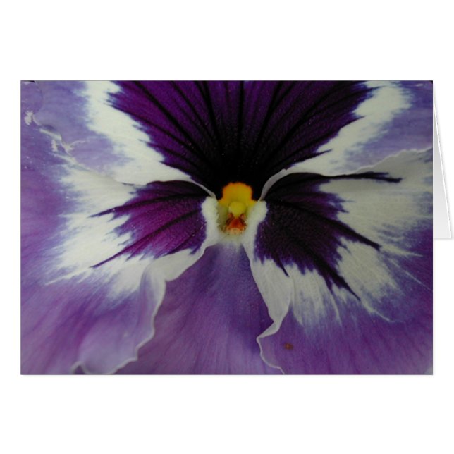 the beak of a pansy? (Front Horizontal)