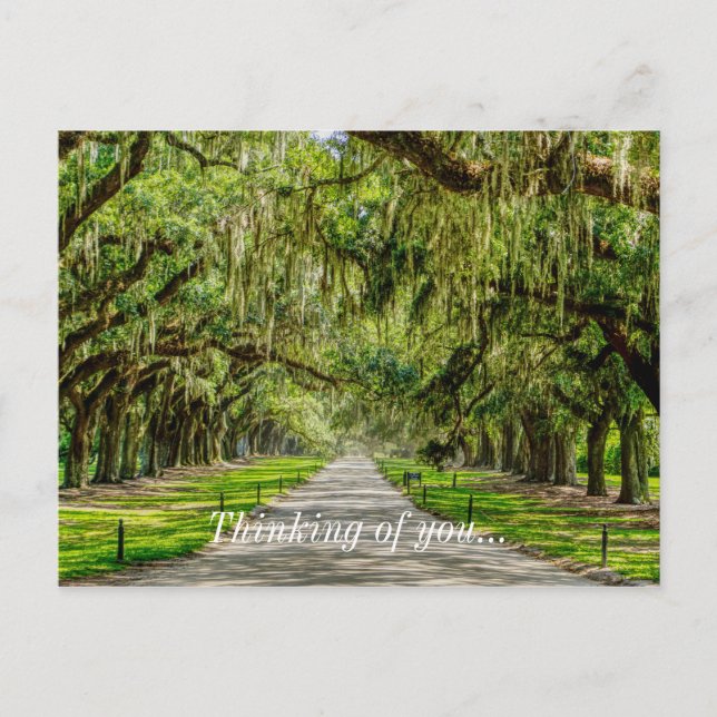 The Beautiful Avenue Of Oaks Thinking Of You Postcard (Front)