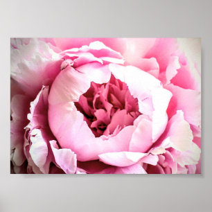 The Beautiful Pink Elegant Peony Flower Poster