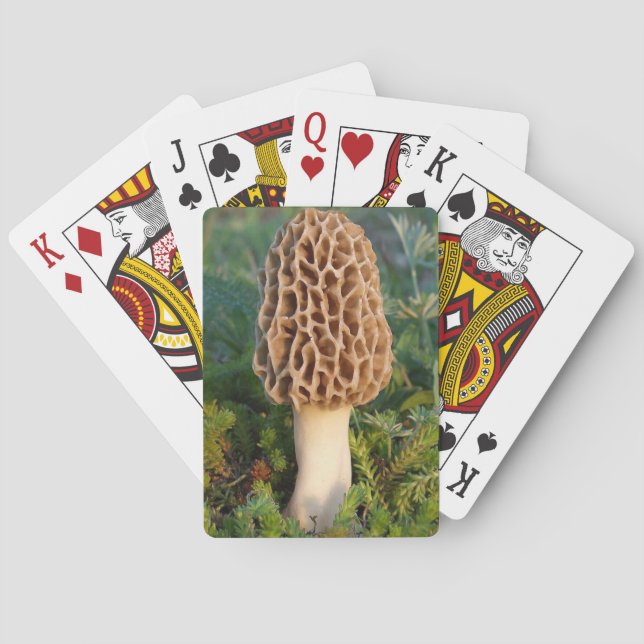 The beautifully delicious morel mushroom playing cards (Back)