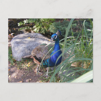 THe beauty of a peacock Postcard