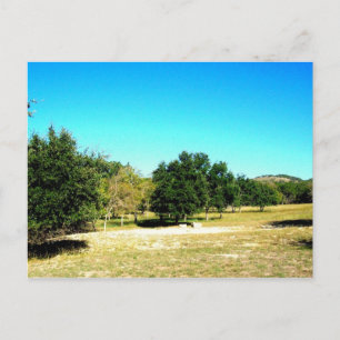 The Beauty Of Bandera Texas Postcard
