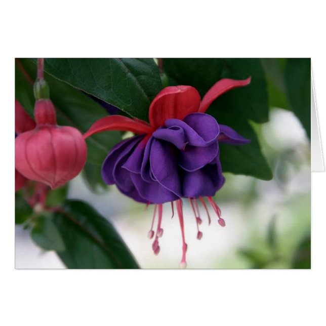The Beauty of Fuchsia (Front Horizontal)