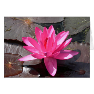 The beauty of the Lotus