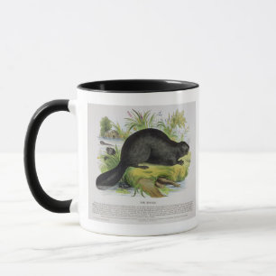 The Beaver, educational illustration pub. by the S Mug