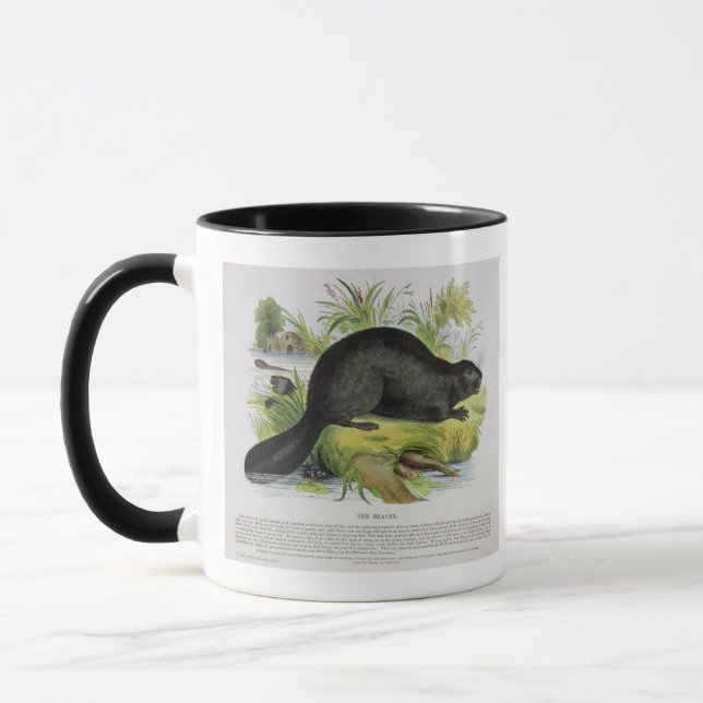 The Beaver, educational illustration pub. by the S Mug (Left)