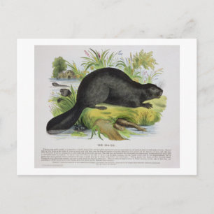 The Beaver, educational illustration pub. by the S Postcard