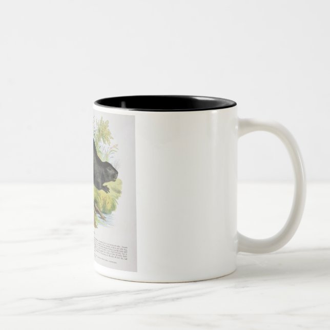 The Beaver, educational illustration pub. by the S Two-Tone Coffee Mug (Right)