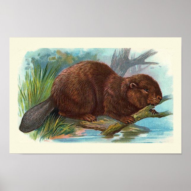 "The Beaver" Vintage Illustration Poster (Front)