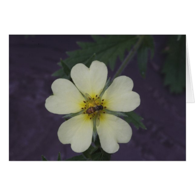 The Bee on the Cinquefoil (Front Horizontal)