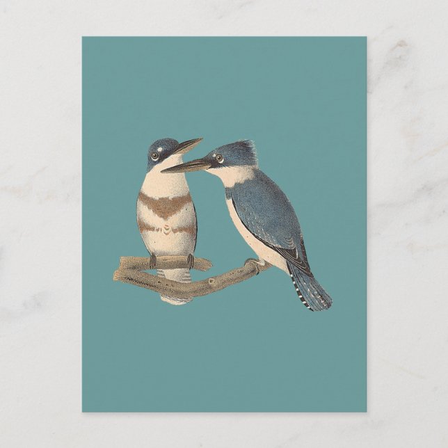 The Belted Kingfisher (Alava alcyon) NY Birds Postcard (Front)