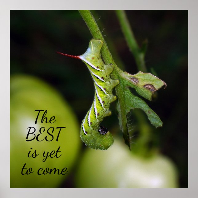 The Best is Yet to Come Caterpillar Poster (Front)
