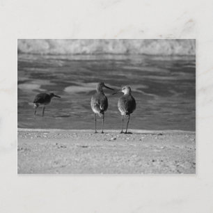 The Best Things in Life Are Free Postcard