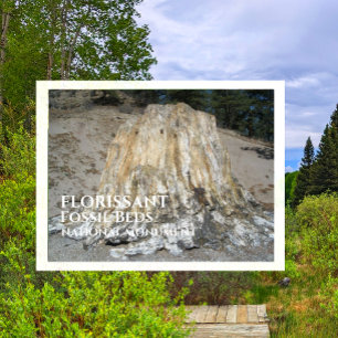 The Big Stump, Florissant Fossil Beds, WY Postcard
