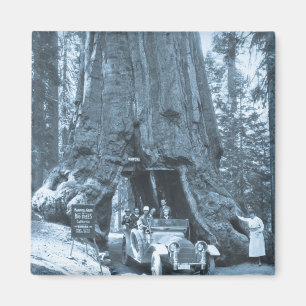 The Big Trees of Mariposa Grove Magnet