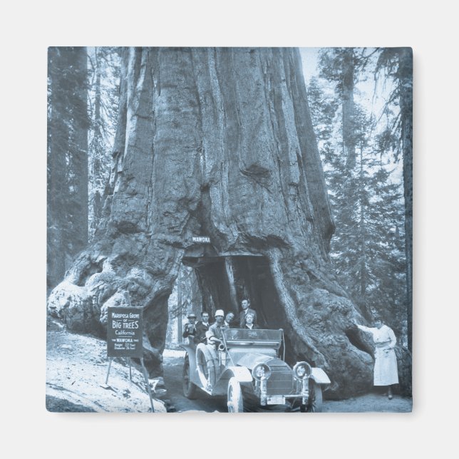 The Big Trees of Mariposa Grove Magnet (Front)