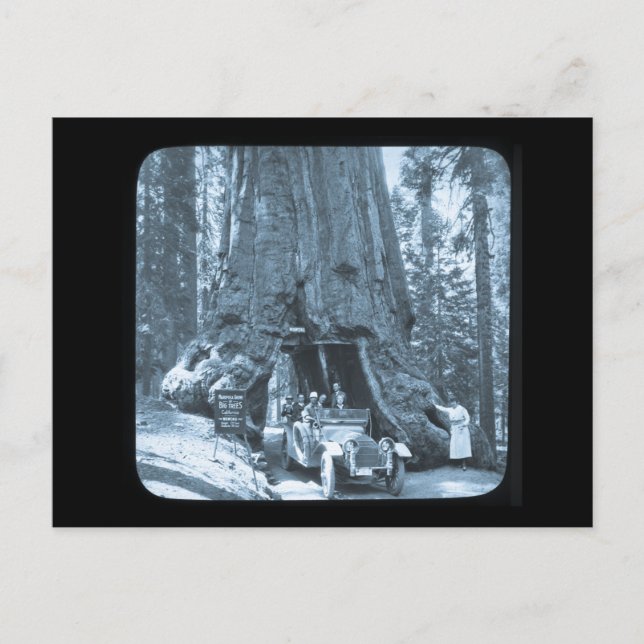 The Big Trees of Mariposa Grove Postcard (Front)