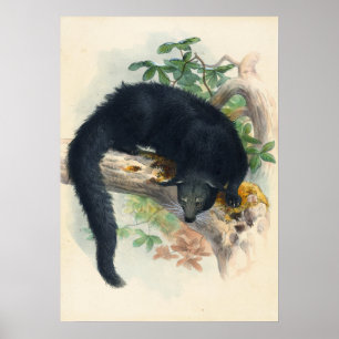 The Binturong by Joseph Wolf Poster