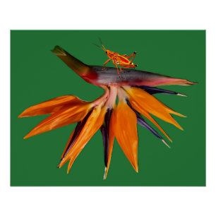The Bird of Paradise Flower Poster
