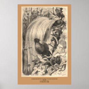 The Bird of Paradise, Sifilet, Manucaude Royal Poster