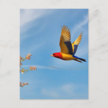 The bird postcard