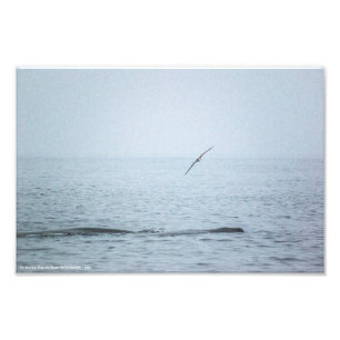 The Bird that Woke the Whales Photo Print