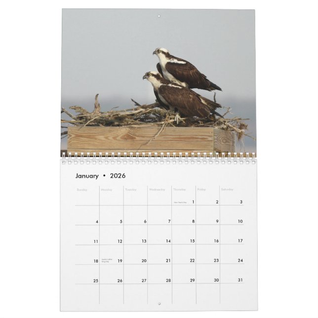 The Birds of Forsythe - Osprey Calendar (Jan 2026)