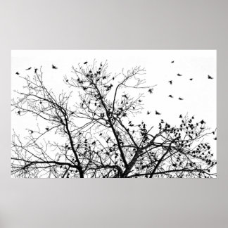 the black birds poster