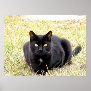 The Black Cat Poster