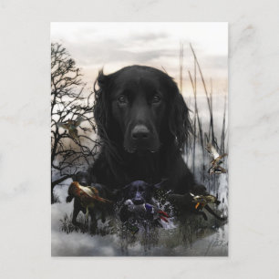 The Black Golden Retrievers   Postcard