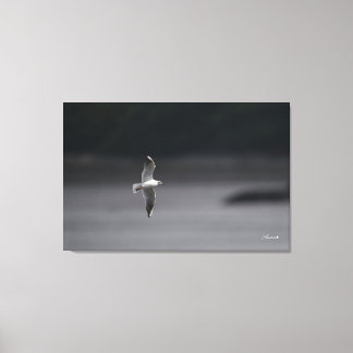 The black-headed gull Ver.Summer In Japan Canvas Print
