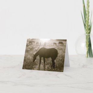 The Black Hills Wild Horse Sanctuary Notecard
